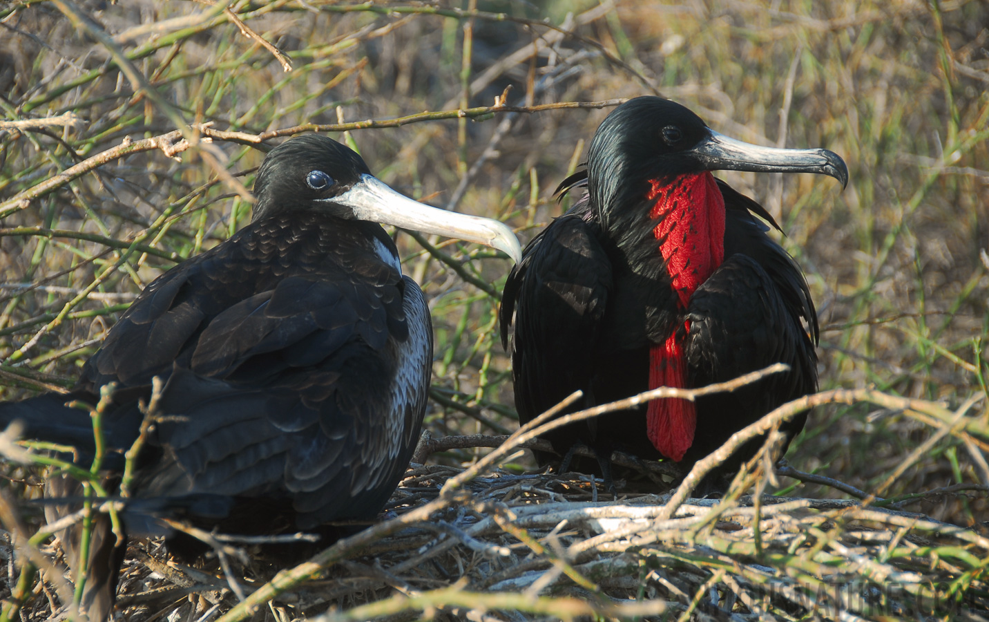 Fregata magnificens [120 mm, 1/160 Sek. bei f / 6.3, ISO 100]